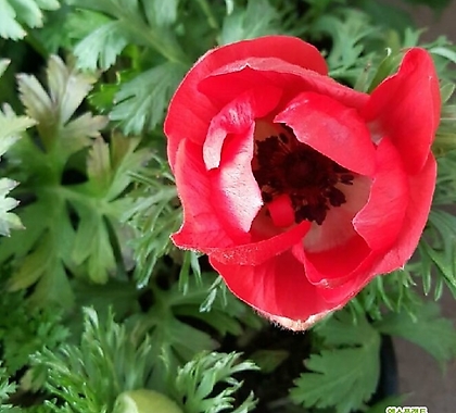 아네모네 봄꽃 화분