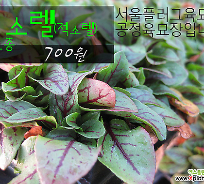 [허브여울모종] 소렐모종 (Garden sorrel) 700원 - 서울육묘생산 허브여울판매 정품모종