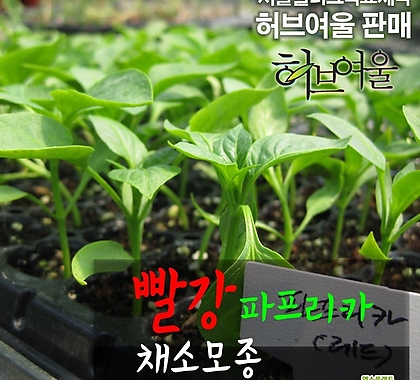 [허브여울모종] 빨강색파프리카 채소모종(서울육묘생산 허브여울판매 상토만사용 정품허브모종)