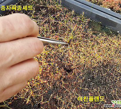 긴잎끈끈이주걱 종자파종세트