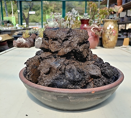 모래네 생명토 2kg 분경 석부작 뿌리활력 조기착근효과 비바리움 테라리움  붙이는흙 접착흙 뿌리부착 식재이식
