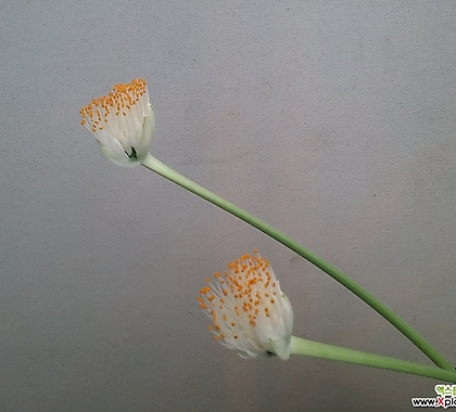 알비프로스.헤만투스.털군자란.밍크붓꽃(꽃형이튤립형)