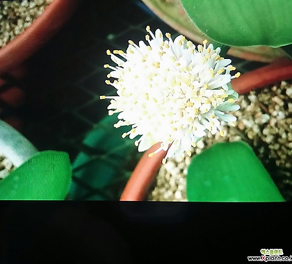 알비프로스.헤만투스.털군자란.밍크붓꽃