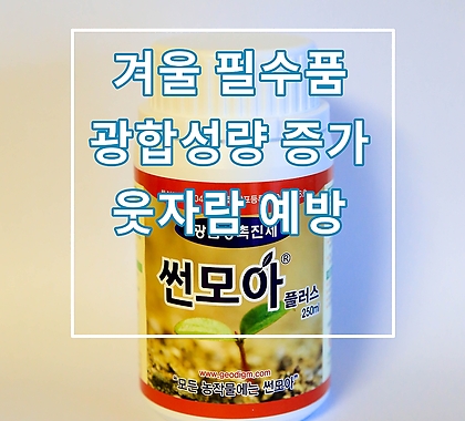 썬모아(겨울필수품,광합성량증가)