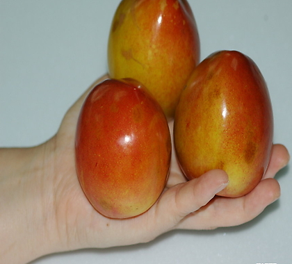 Prunus salicina 1,