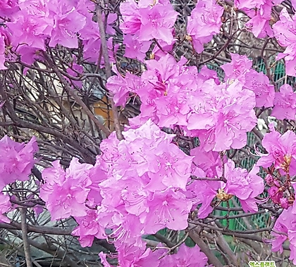 진달래나무 묘목 (진달래꽃) H0.3전후 개화주,목하원예조경