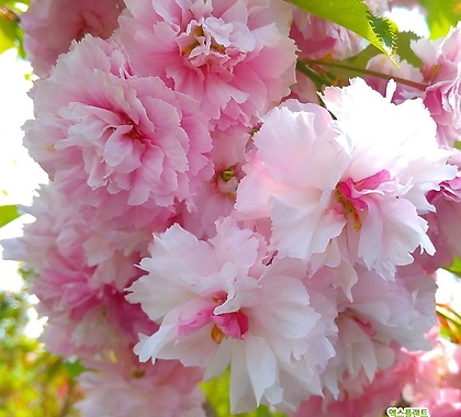 벚나무 묘목 겹벚나무 (R2-3전후) 개화주,목하원예조경