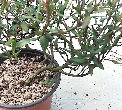 Trachelospermum asiaticum 2
