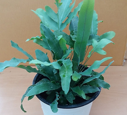 불루스타고사리/공기정화식물