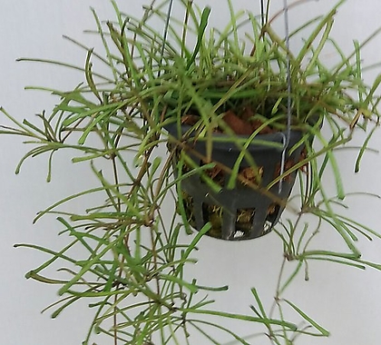 Hoya carnosa/ Haworthia attenuata /
