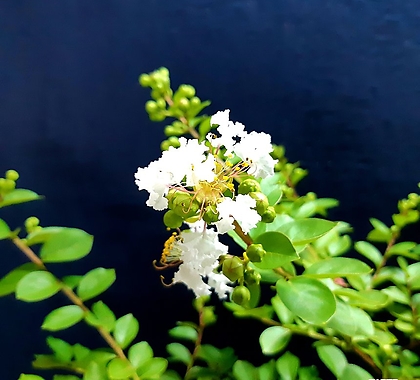 하얀꽃 목백일홍