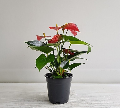 안시리움(빨강)/공기정화식물/인테리어/반려식물/꽃