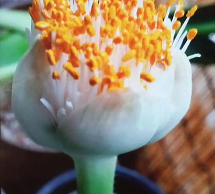 알비프로스.헤만투스.털군자란.밍크붓꽃(튤립형흰색꽃).꽃대있어요.