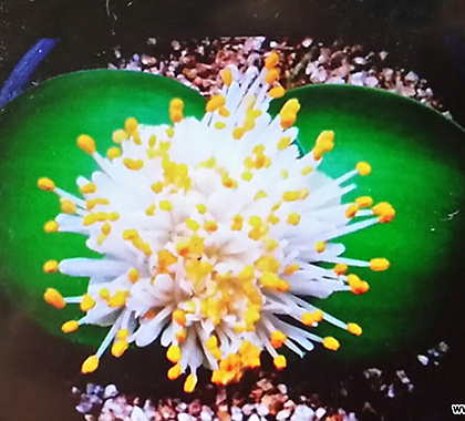 알비프로스.헤만투스.털군자란.밍크붓꽃(흰색꽃).개화주.