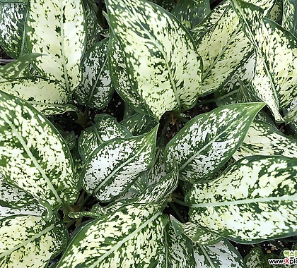 아글레오마 스노우사파이어 음직식물 수경재배 키우기쉬운식물