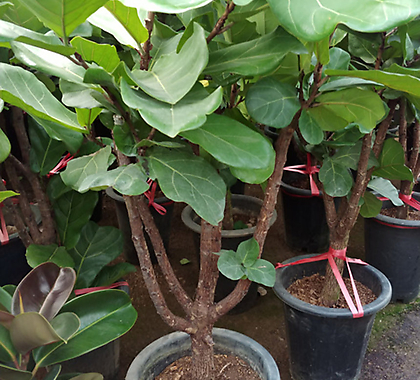 Ficus elastica -1-200