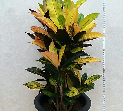 Codiaeum Variegatum Blume Var Hookerianum /색상이이뻐요/높이80센치 / /80