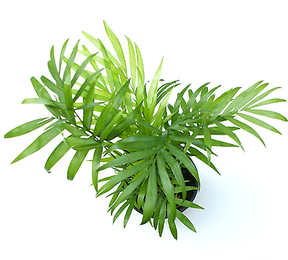 실내공기정화식물 거실화분 인테리어식물 거실화분 플랜테리어 화초 관엽식물 테이블야자 공기정화식물  