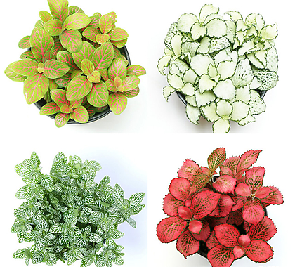 calathea anulque Wholesale main image 1