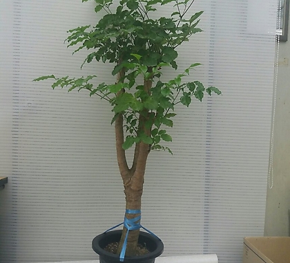 해피트리/행복나무/공기정화식물/높이130센치