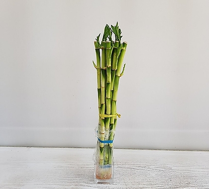 개운죽(40cm,10개입)/공기정화식물/온누리 꽃농원