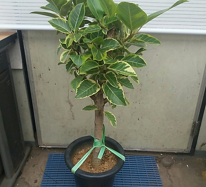 Ficus elastica / /90