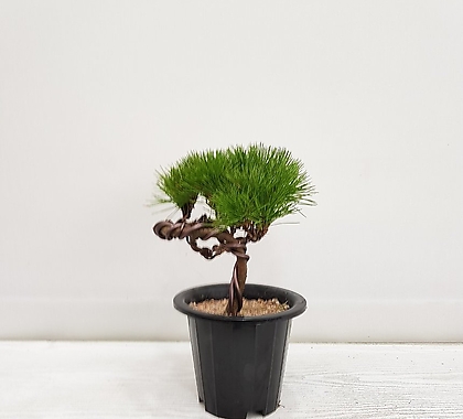 Pinus thunbergii Parl. //