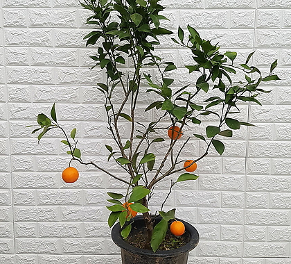 Citrus x sinensis -