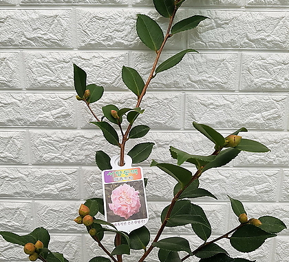 Camellia japonica - 33