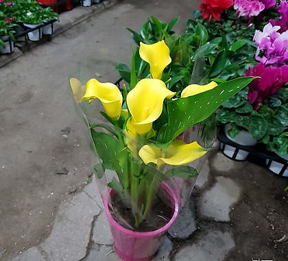 카라(공기정화식물)노랑 핑크중랜덤발송