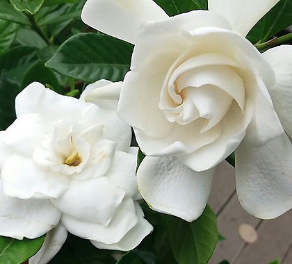 향기치자.하얀색의 예쁜꽃이 상큼한 향기가 너무 좋아요..