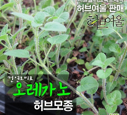 [허브여울모종] 오레가노모종 (천연조미료/노지월동) - 서울육묘생산 정품모종