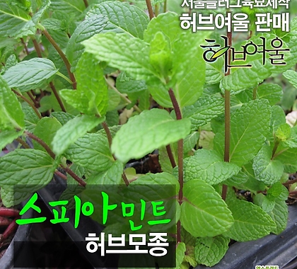 [허브여울모종] 스피아 민트 (식용허브티/노지월동) 2개 - 서울육묘생산 정품모종