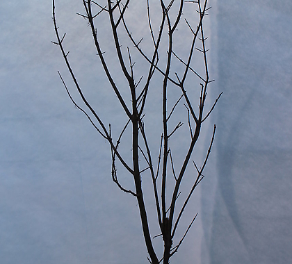 단석류나무