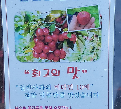 알프스오토메 미니 사과나무125 - 노지월동