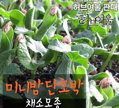 [허브여울모종] 미니밤호박 모종 1500원 - 서울육묘생산 정품모종