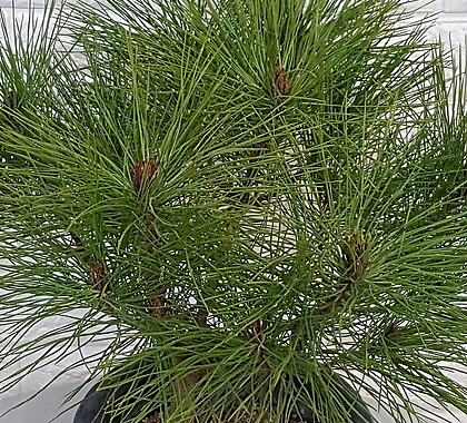 육송 소나무45 - 공기정화식물