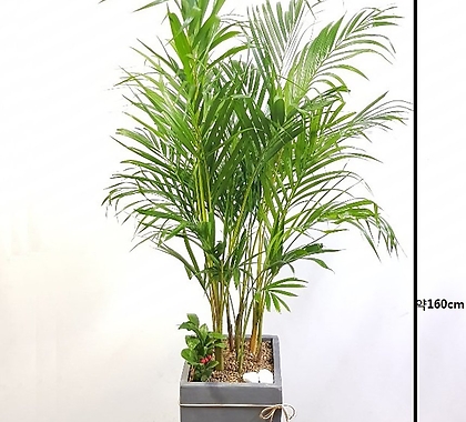 사각시멘트(大형)공기정화식물개업花盆배달 