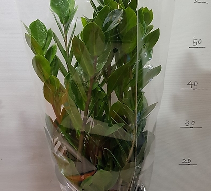 Zamioculcas zamiifolia 350