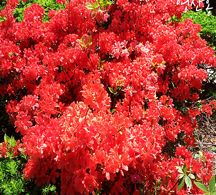 Rhododendron schlippenbachii 10 40