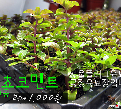 [허브여울모종] 쵸코민트 모종 (식용허브티/노지월동) 2개 1000원 - 서울육묘생산 정품모종