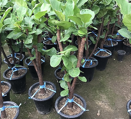 떡갈고무나무 공기정화식물키약150-160