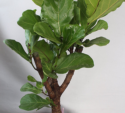 Ficus elastica 