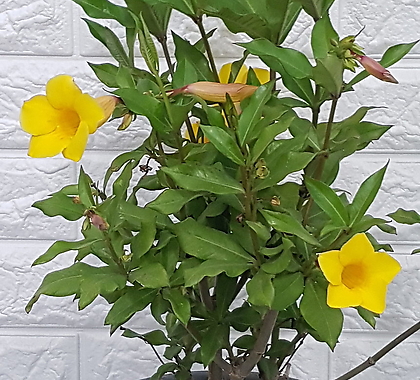 알라만다30 - 노랑꽃