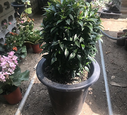 Syzygium australe 30-40