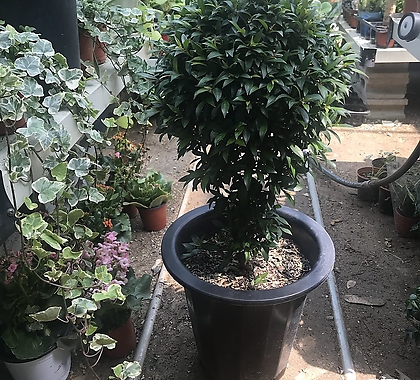 Syzygium australe 50-60
