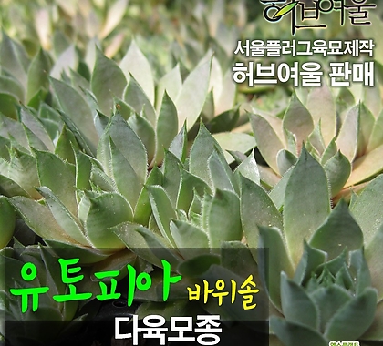 [허브여울모종] 왕까마중(보라농/폐기능개선/비염에효과)  허브모종 800원
