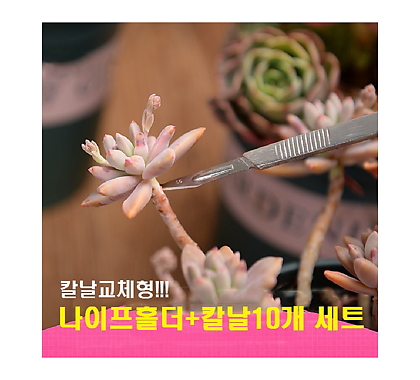 교체형나이프 다육이적심용나이프 원예용나이프/원예자재 행복상회 행복한꽃그릇