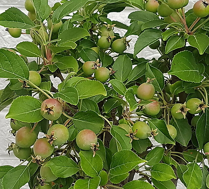 애기사과나무35
