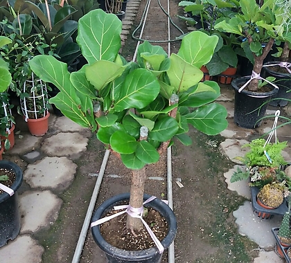 Ficus elastica /95